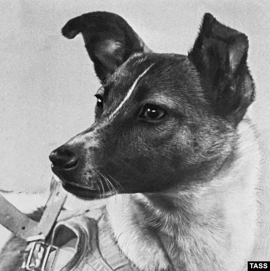 laika Laika The Space Dog