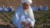 Mohammad Akbar at his saffron farm (file photo). 