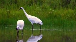 د چاپیریال فعالان: د الوتونکو د ژوند ژغورل، د انساني ژوند ژغورل دي