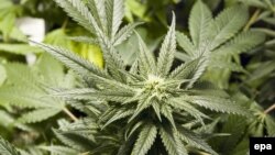 New legislation regarding marijuana use is expected to be introduced in Georgia's parliament later this month.