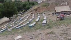تولید عسل وطنی از گل‌های پغمان