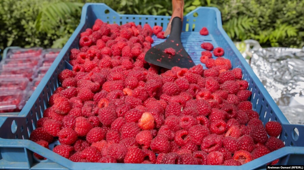 Mjedra e freskët, e prodhuar në Kosovë, ishte ndër produktet e ekspozuara në panair.