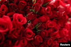 Ружы ў Беларусь дагэтуль часткова трапляюць праз Нідэрлянды. Ілюстрацыйнае фота