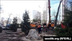 Вырубленные в Ташкенте многолетние деревья.
