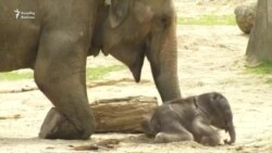 Reuters-dən həftənin ən gözəl heyvan videoları