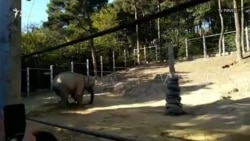 Уникальная операция в Тбилисском зоопарке