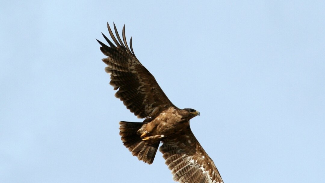 Өзімді сордым