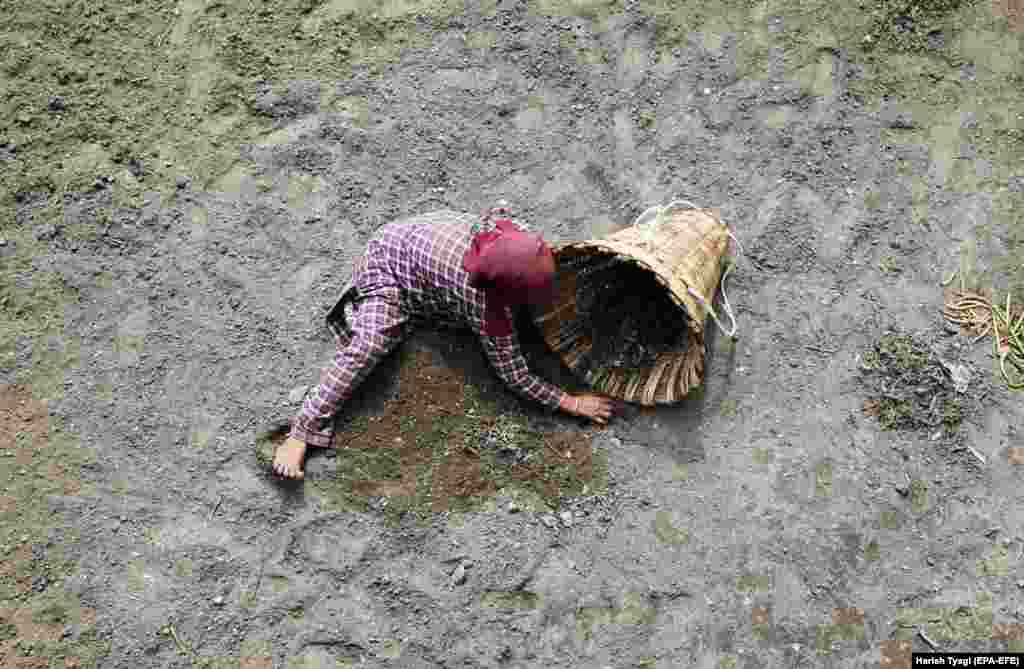 A woman works in a field at the village of Barot near Dharamsala in India. (epa-EFE/Harish Tyagi)