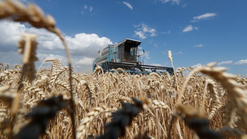بحران اوکراین؛ قیمت گندم به بالاترین میزان طی بیش از یک دهه رسید