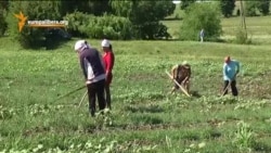 Agricultură la mila Domnului