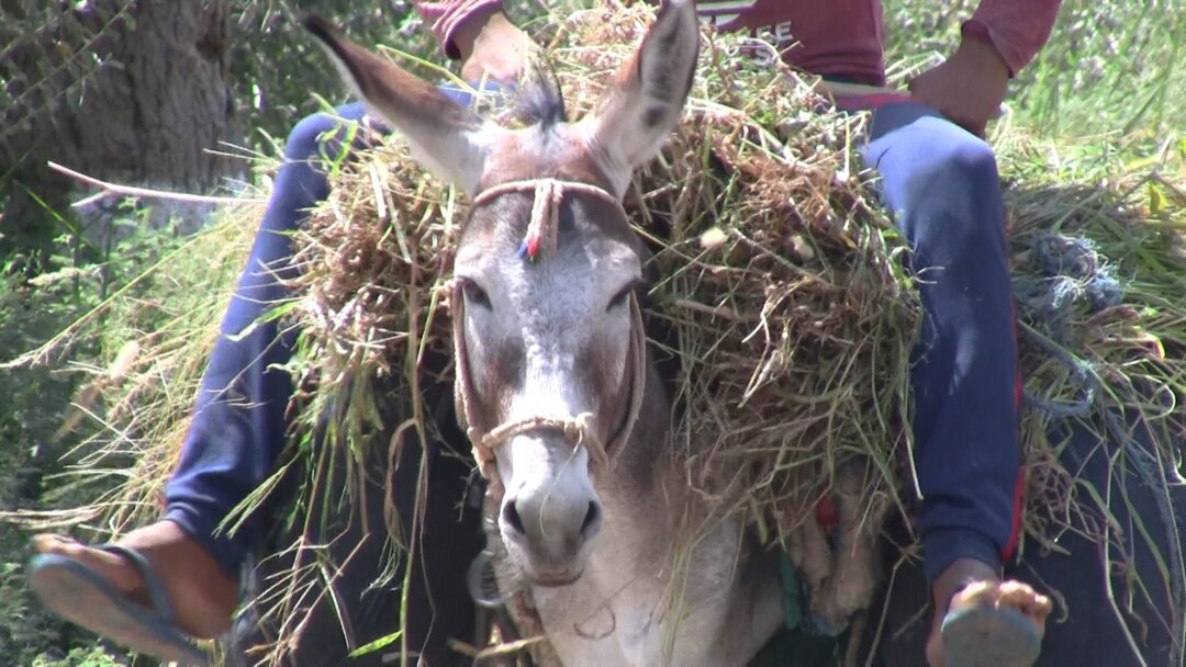 Italiya porno yulduzlari Sluts bilan xususiy rus uy qurilishi porno