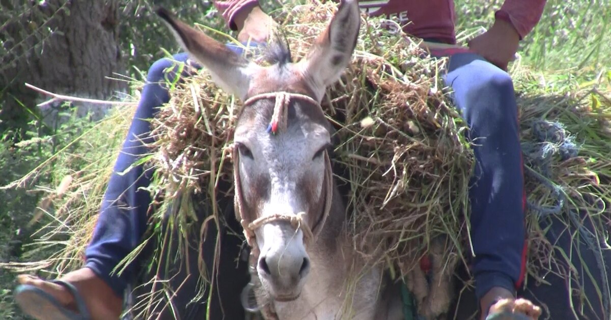 Porno sikish Sofiya Kashtanova Yalangoch Irina Pegova sikish