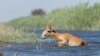 This is a male saiga antelope (you can tell by the horns).