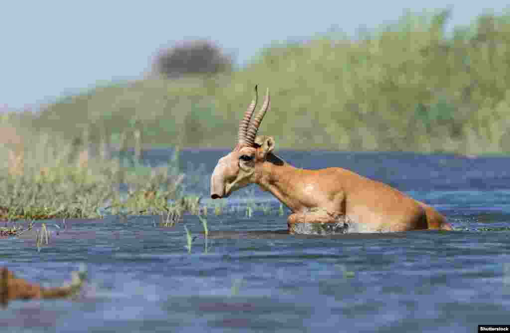 This is a male saiga antelope (you can tell by the horns).