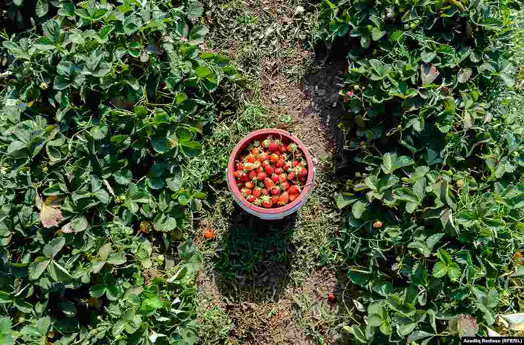 Если мы будем продавать посуду клубники и по 2 маната, то сможем оправдать наши затраты. 