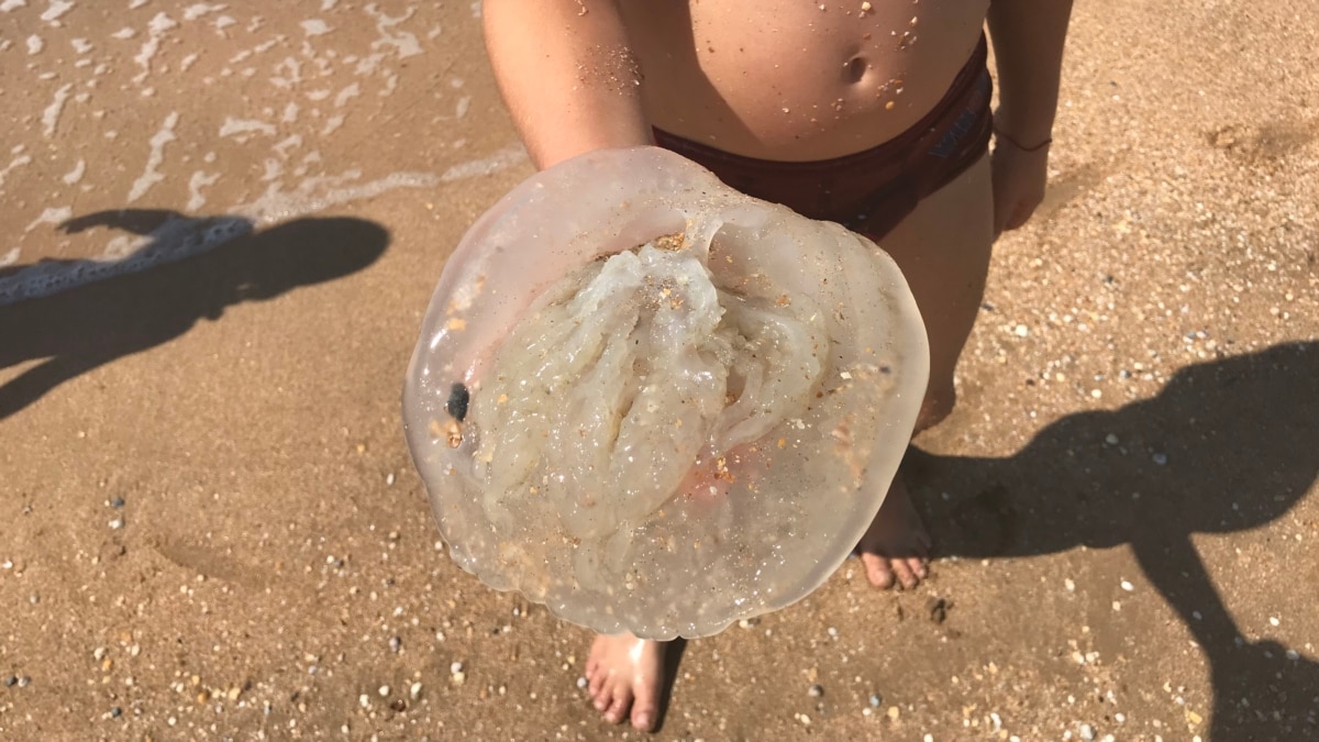 Проблема нашестя медуз в Азовському морі у найближчі роки не вирішиться – Карпій