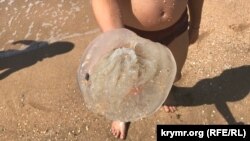 Медузи в Щолкіно