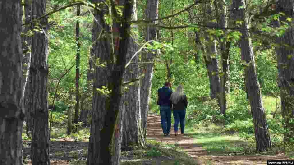 Севастопольская пара прогуливается по лесным тропинкам