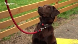 Dan sa Rodžerom, terapijskim psom Klinike za psihijatriju u Skoplju