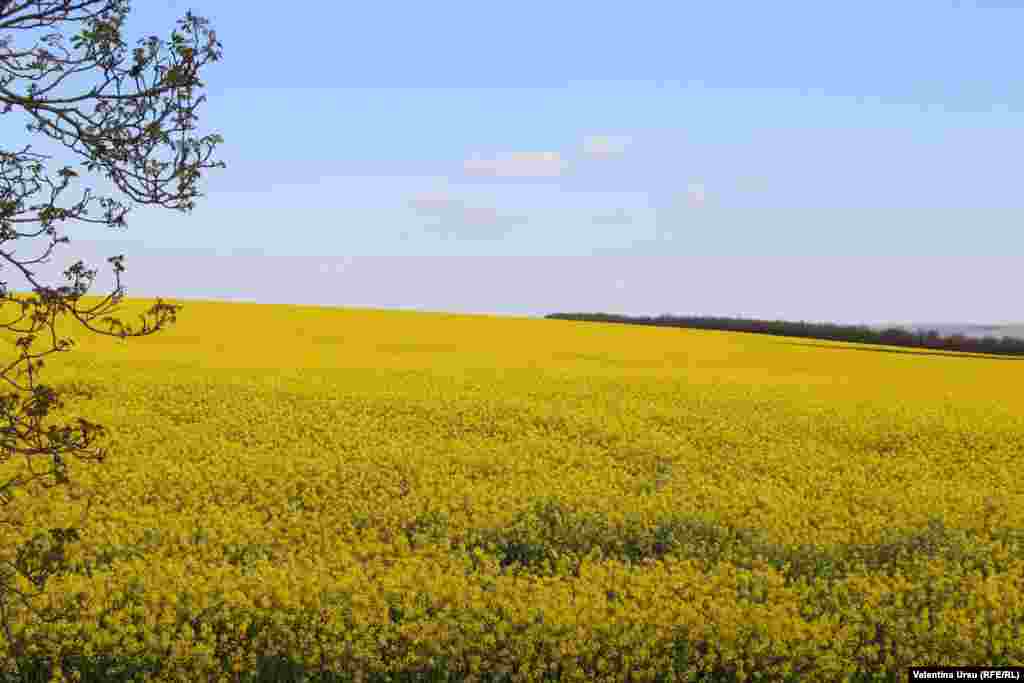 Rapița în floare