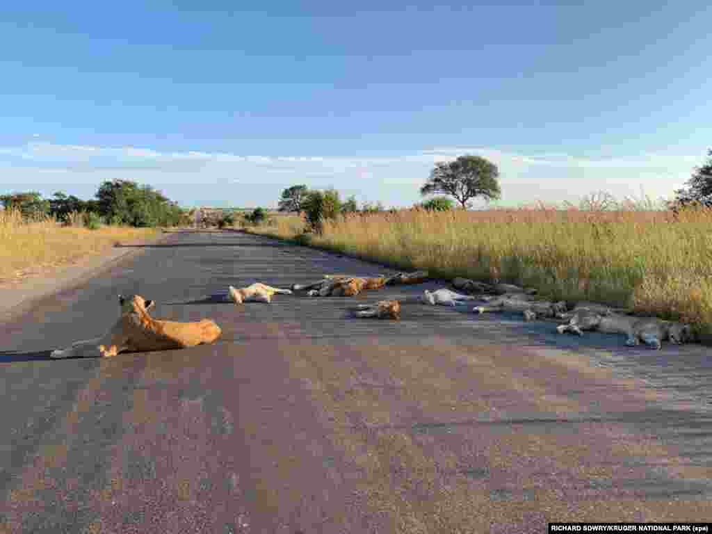 Львы спят по пустой дороге в национальном парке Крюгера (Южная Африка), 15 апреля 2020 года.