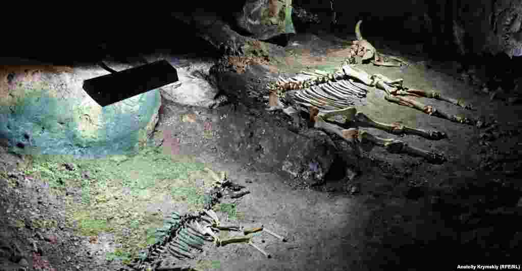 У Еміне-Баїр-Хосар експонуються також останки доісторичної сайги (зліва) і зубра