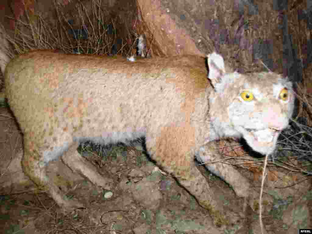 Рангҳои Помир #18