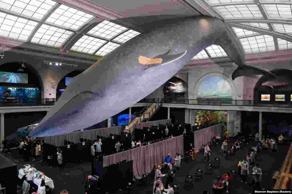 NË MUZE -Një model i balenës së kaltër qëndron mbi një qendër të improvizuar vaksinimi kundër koronavirusit në Muzeun Amerikan të Historisë Natyrore, në Nju-Jork, Shtetet e Bashkuara, më 23 prill 2021.