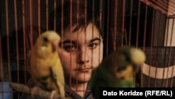 ნიკოლოზი და მის თუთიყუშები