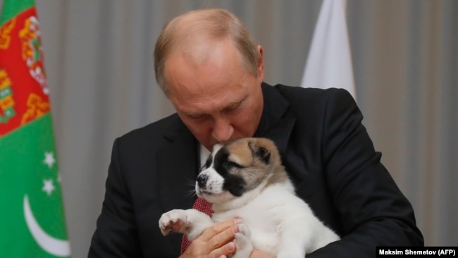 На фото – цуценя породи абалай. Його подарували президенту Росії Володимиру Путіну у 2017 році