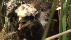 Кальцаваньне драпежных птушак. Прыгожае відэа