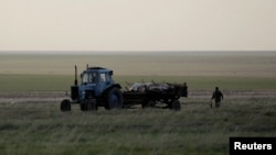 Трактор вывозит туши погибших сайгаков