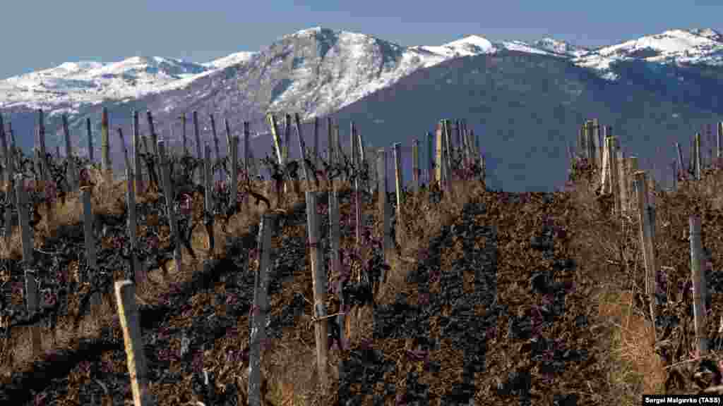 Виноградники и горы в окрестностях Алушты