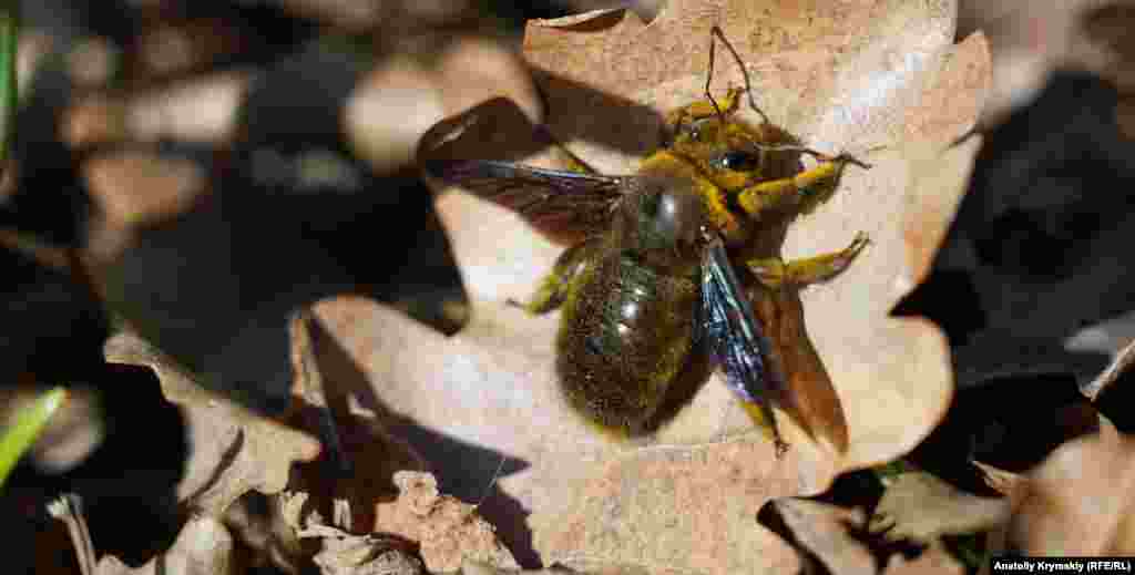 Пчела-плотник до приземления на дубовый листок облетала подснежники. Насекомое занесено в Красную книгу Украины