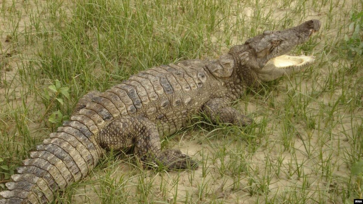 Warning Issued About Crocodiles In Iran's Flood-Stricken Southeast - Iran News By Radio Farda