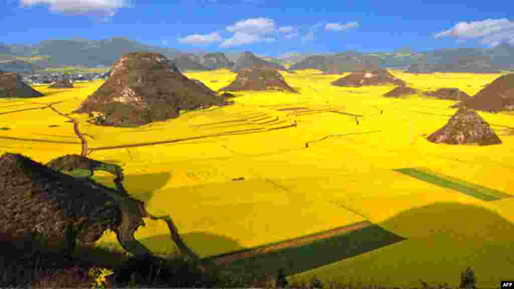 Rapeseed plants in full bloom and ready for harvest in the farms in Luoping, in China's southwestern Yunnan province. (AFP)