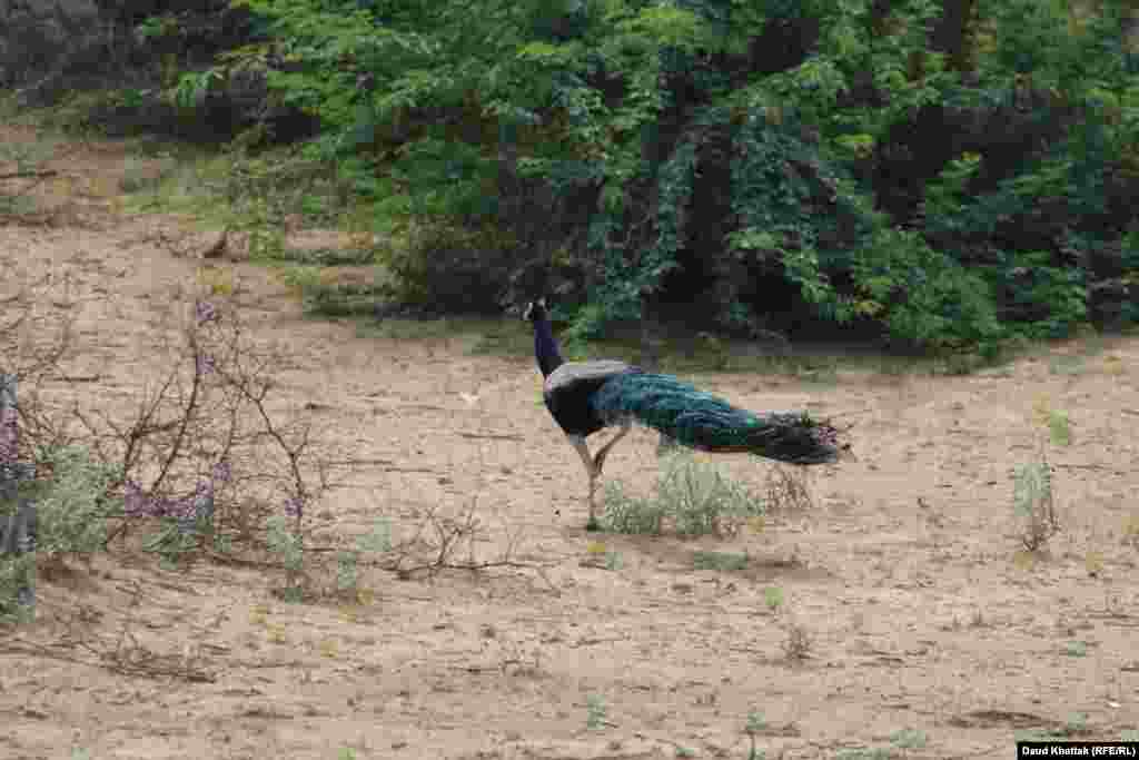 Peacocks in Tharparkar are known as the “princes of the desert.” As the weather improves, groups of peacocks can be seen playing and dancing in the desert.