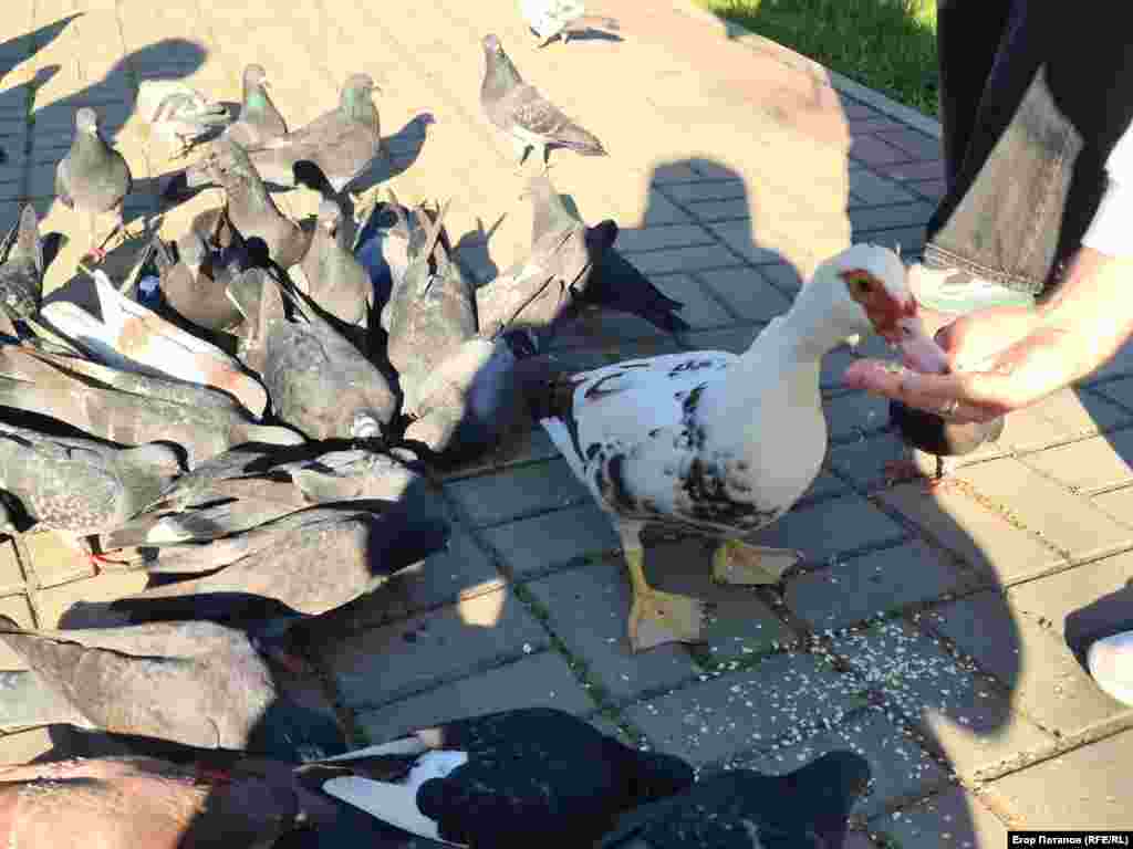Птахи, що мешкають у парку, дуже ручні
