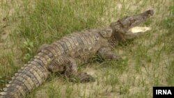 Floods have displaced short-muzzle crocodiles (gando) in Sistan and Baluchestan Province and brought them close to human habitats. FILE PHOTO