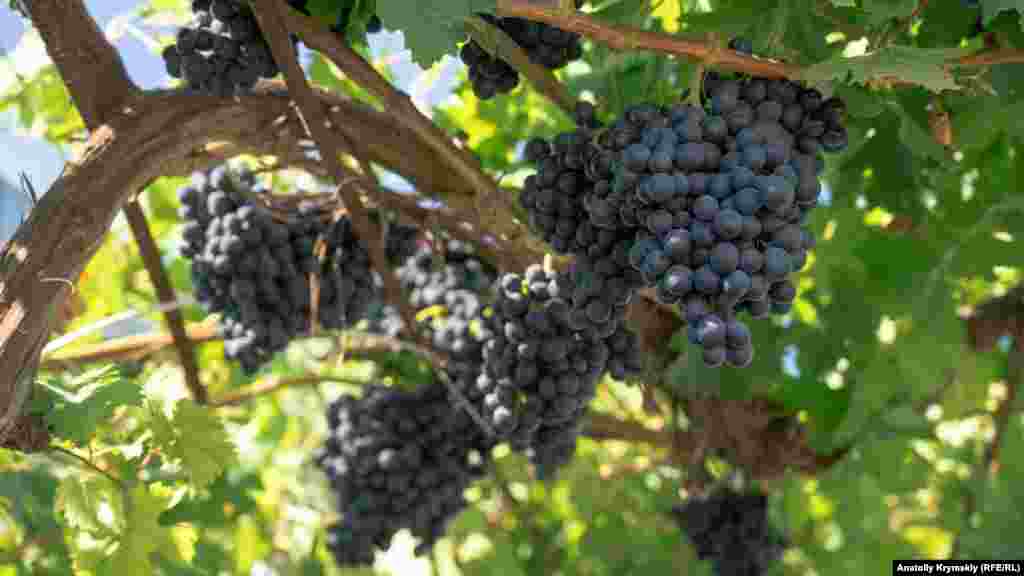 У приватному подвір&#39;ї дозрів високоврожайний ранній сорт винограду&nbsp;&laquo;магарач&raquo;. Він був виведений однойменним інститутом винограду і вина в Ялті, в 1969 році