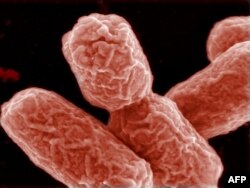 Ичти өткөргөн E. coli бактериясы.