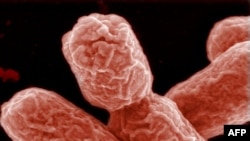 E. coli бактериясы.