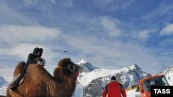 A tourist rides a camel at the Dombai ski resort in Russia's North Caucasus republic of Karachayevo-Cherkessia.