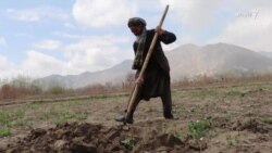 د روزي خان ډېر عمر کروندې وخوړ