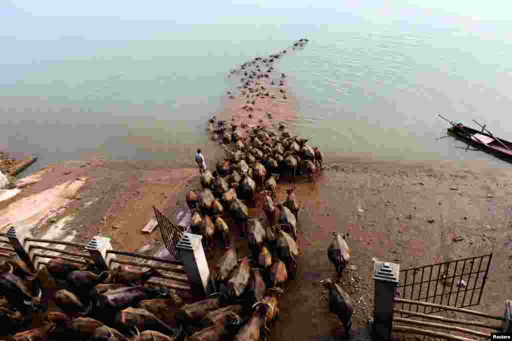 A Chinese man watches buffalo cross a river as they head to another grazing area in Nanchong, Sichuan Province. (Reuters)