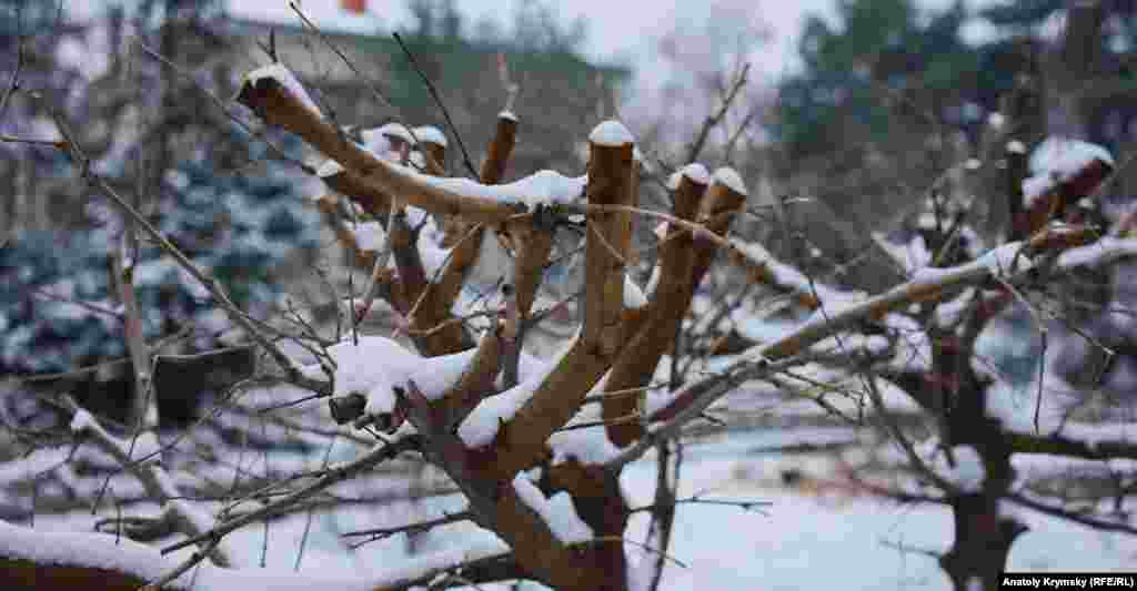 Після такої &laquo;омолоджувальної&raquo; обрізки напередодні сильних морозів молоде дерево може серйозно постраждати, а то й загинути