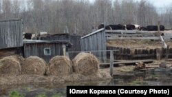 Во время "большой воды" коровы живут на крыше сараев