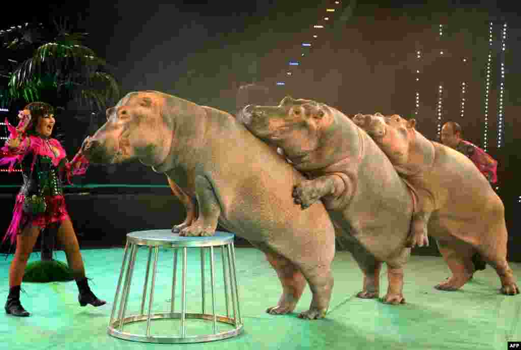 Ludmila (left) and Tofig Akhundov perform with their hippopotamuses in a circus in Minsk, Belarus. (AFP/Viktor Drachev)