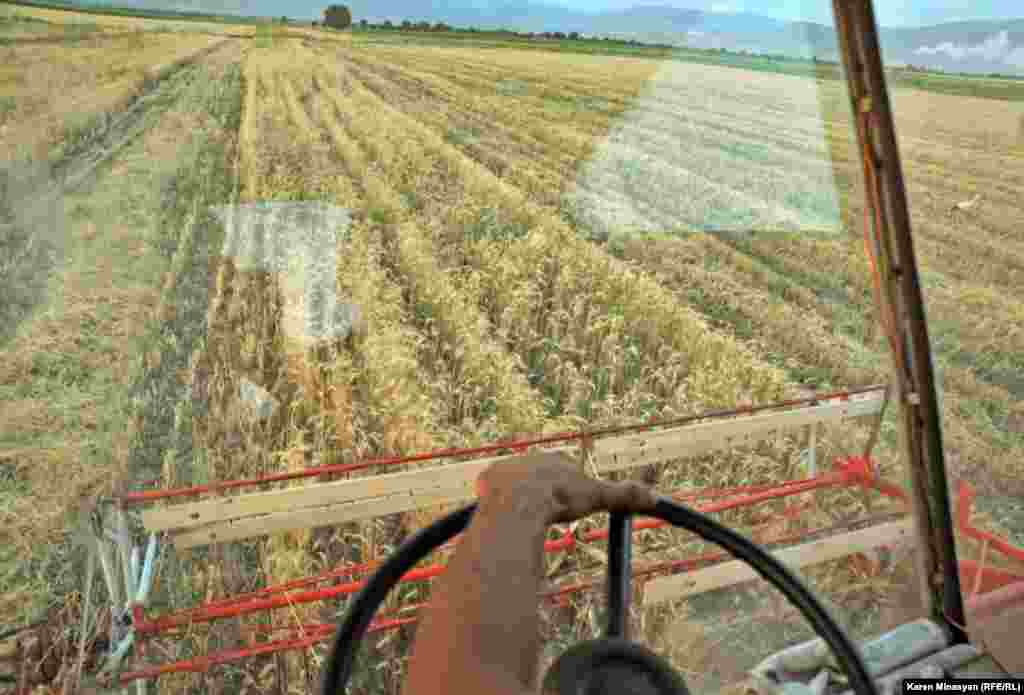 Armenia -- Wheat harvest, 18Jul2012