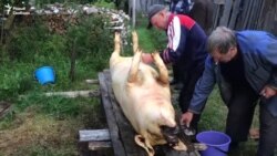 Масавы падзеж сьвіней у вёсках Ганцавіцкага раёну